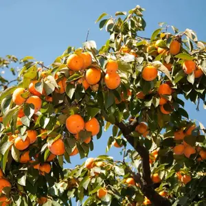 Eastern Persimmon Cold Hardy Native Fruit Seeds 2 Pack x 10 Seeds Diospyros virginiana Fast-Growing Edible Garden