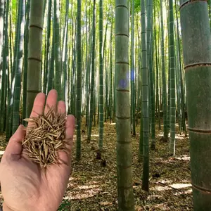 Green River 50 Gua Duo Zhu Bamboo Seeds – Premium Bamboo Plant Seeds, Flower Seed Pack Perennial Flower, Fast-Growing Ornamental Grass for Privacy, Tropical Garden Accent, Eco-Friendly Landscaping Choice
