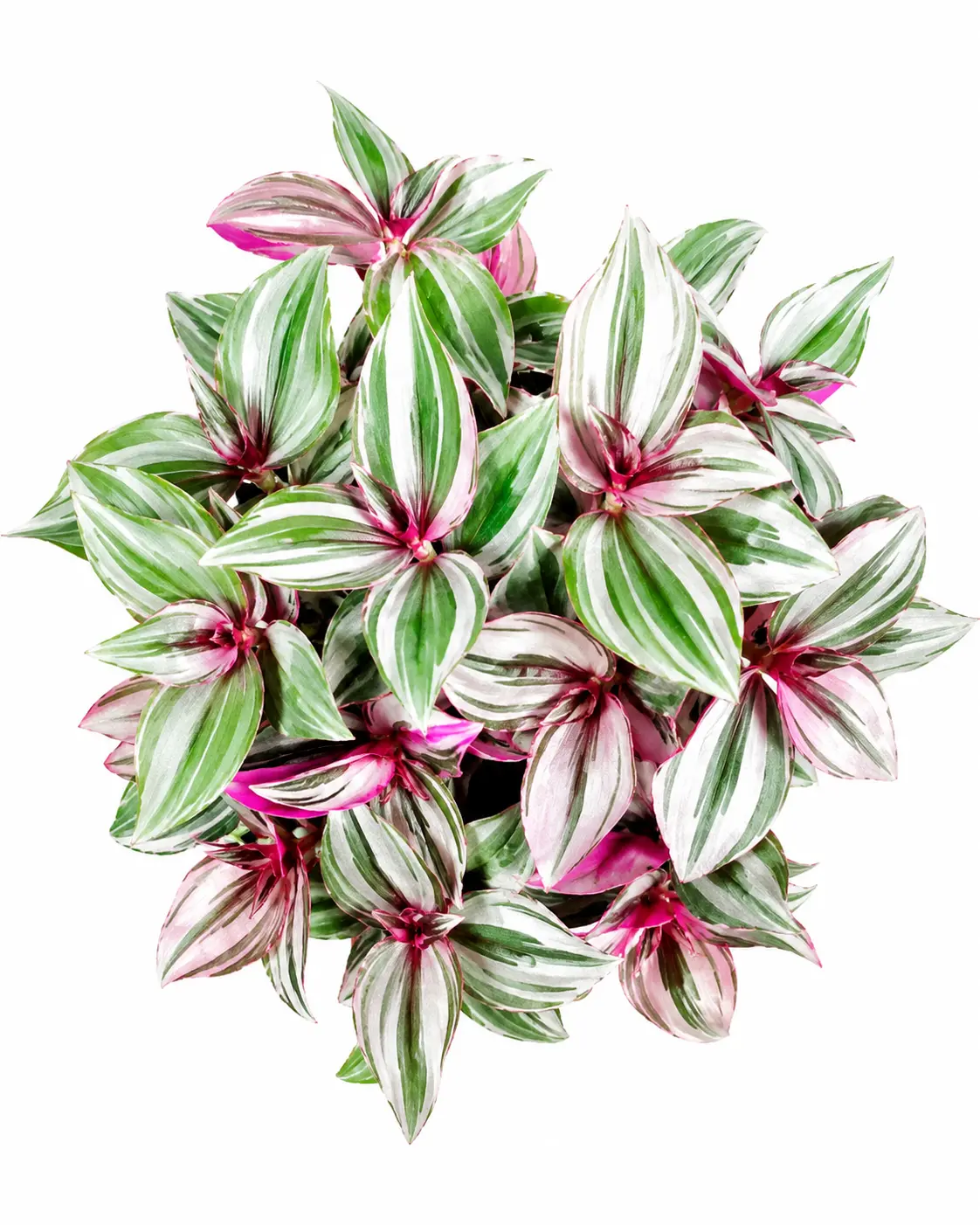 4 Big Love Tradescantia Spiderwort Cuttings - Easy to Grow Wandering Jew or Wandering Dude for Summer Gardening in Small Spaces