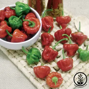 Pepper Seeds - Hot - Jamaican Red
