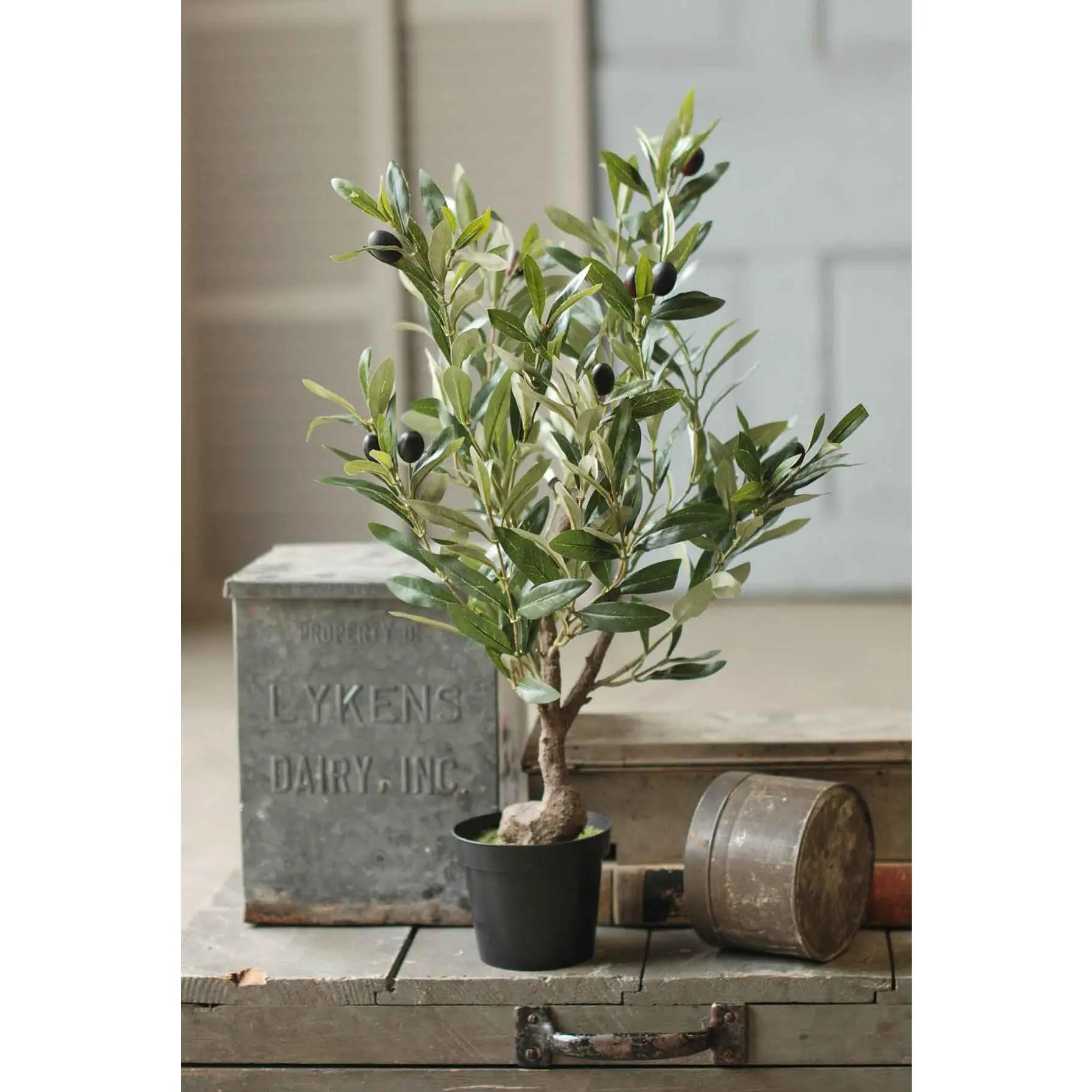 Potted Olive Tree