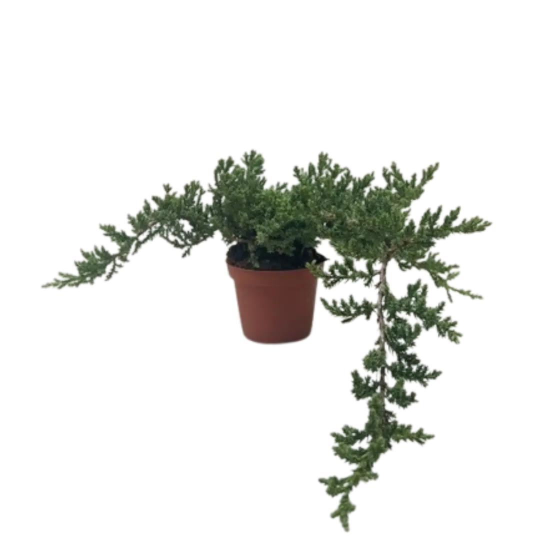 Bonsai Juniper