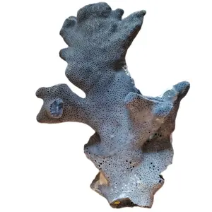 Blue Ridge Coral 10X7X3 Inches 784g - Octocoral with Blue Skeleton, Unique Decorative Use, Indo-Pacific Region
