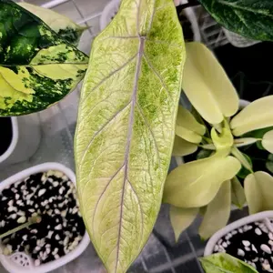 Alocasia Scalprum Mint TC Live Houseplants