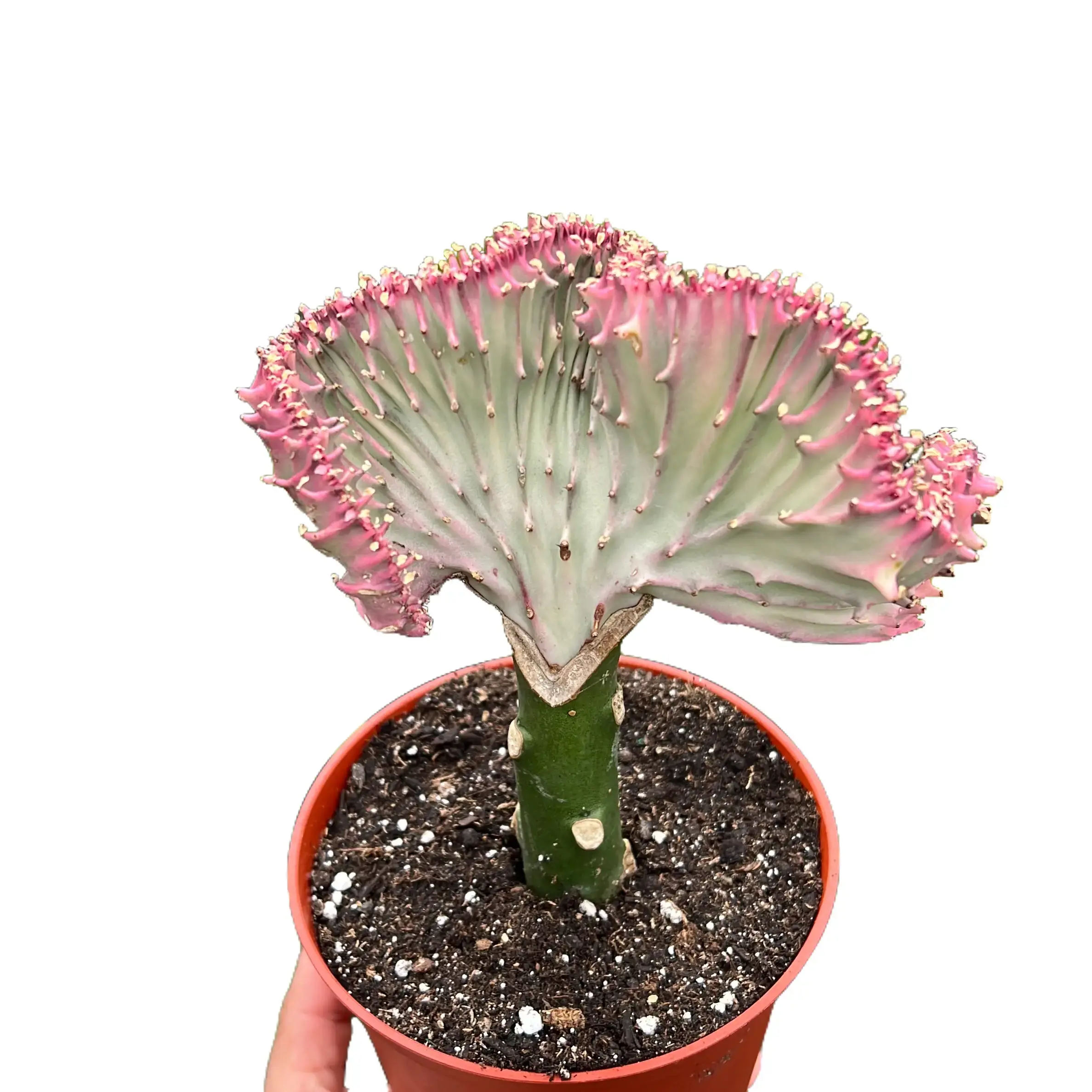 fake succulents small Shop Artificial Succulents Mini Fake Plants – AMG main image 0