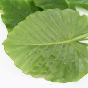Malanga Herb