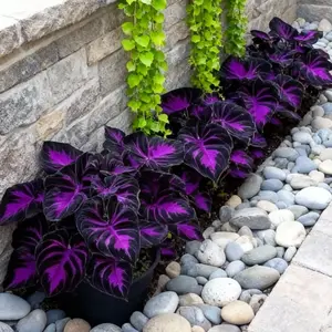 800pcs Black Purple Hosta Seeds Perennials with Deep Foliage, Easy to Grow for Bold Garden all season