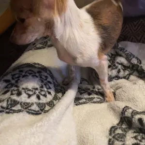 WEALLIN Flea & Tick Support Soft Chews for Dogs , 200ct, Formulated with Coconut Oil & Flaxseed, Daily Supplement for All Breeds