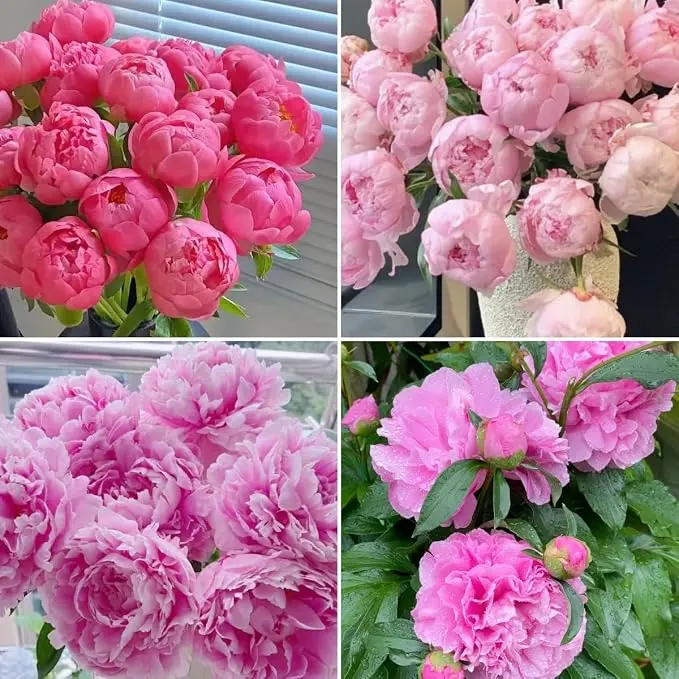 200pcs Mixed Peony Seeds for Planting, Hardy Perennial with Large Fragrant Blooms, Non-GMO Heirloom Flower Seeds for Garden, Home Containers and Cut Flowers