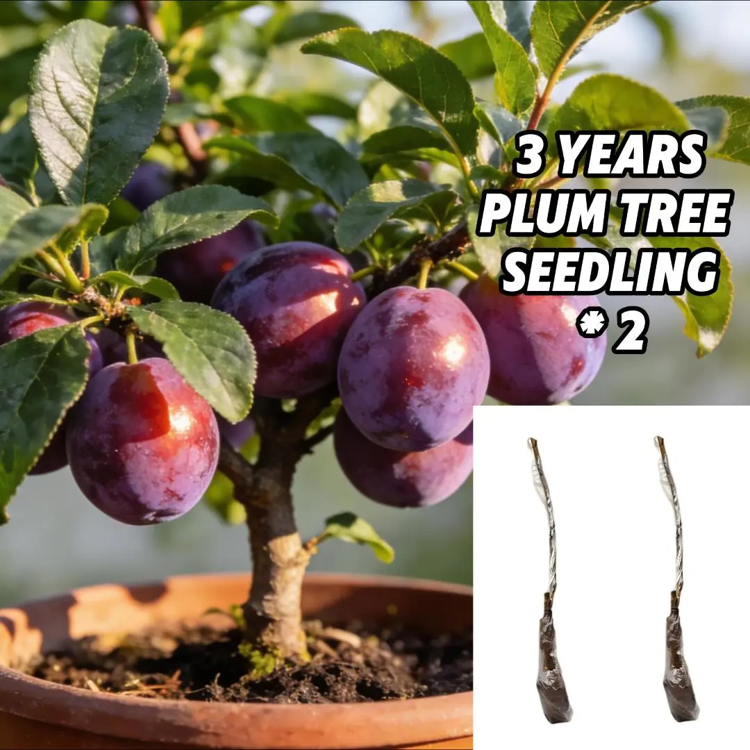 plum tree seedling *2