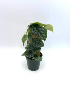 Rare Monstera Dubia Plant, Fully Rooted Rare Plants Indoor Plant, Unique Plant Gifts, Rare Plant Gift Ideas