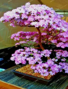 5 JAPANESE SAKURA CHERRY BLOSSOM TREE SEEDS Prunus sargentii) Hardy Flower Plant