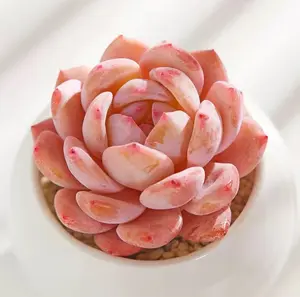 Echeveria 'Orange Monroe' - Live Succulent Plant, Vibrant Orange-Pink Rosette (2.5"/4")