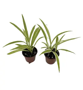 Ocean Spider Plant - 2 Plants 2" Pots - Cleans the Air