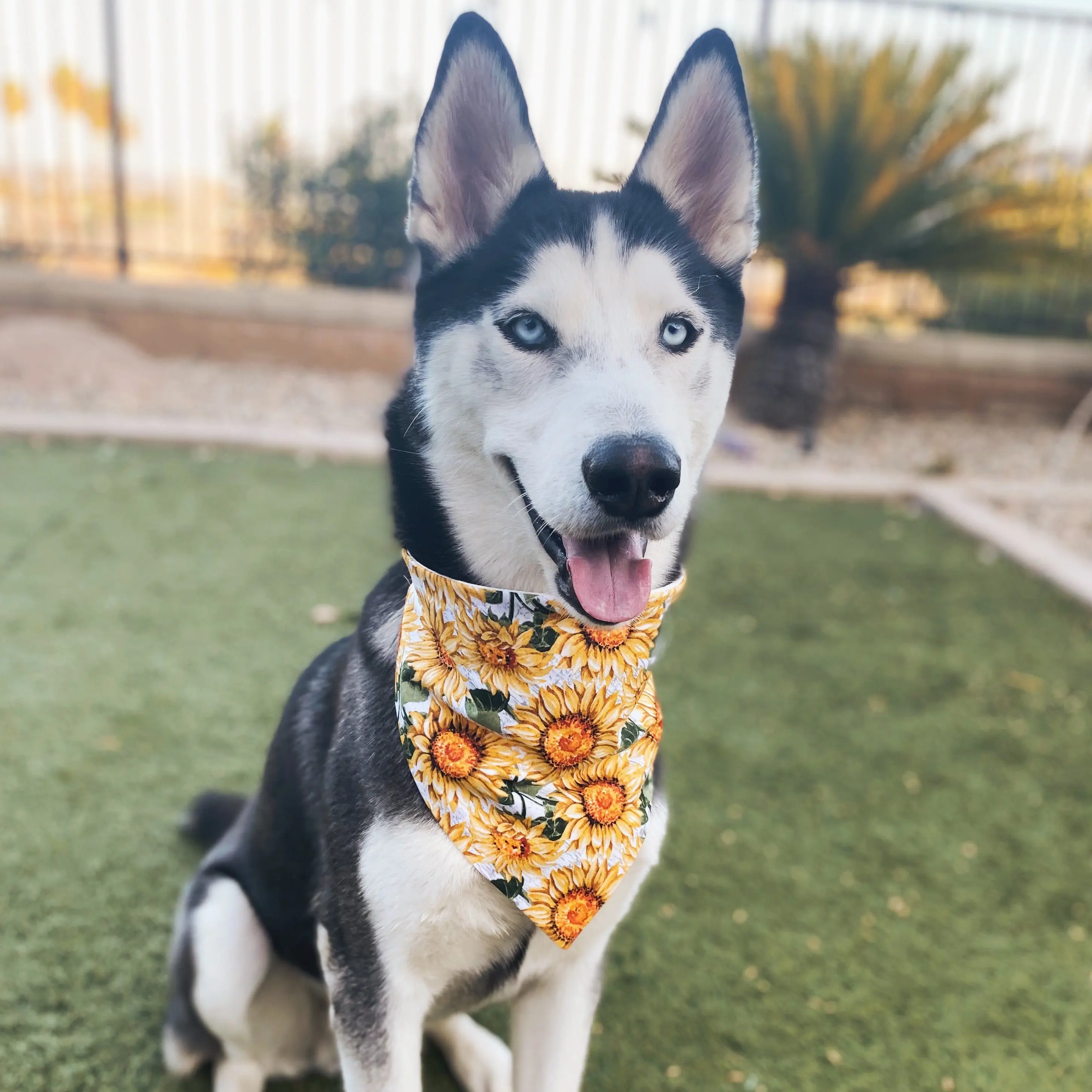 Sunflower Bandana