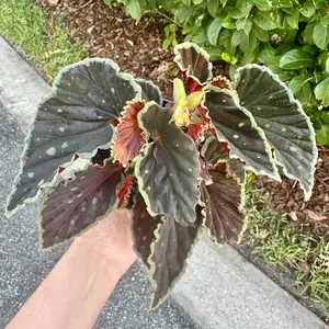 Begonia Darth Vader (green spots) - 4" pot