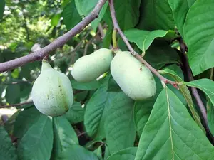 2 BIG pawpaw trees 2 feet tall now!ready to plant !