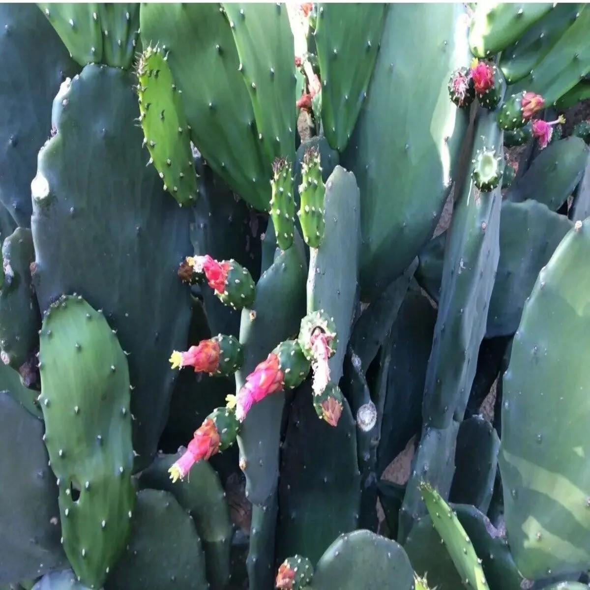 1 Live Thornless Prickly Pear Plant Opuntia Thornless Cactus Plant- 4 Inch  Pot-Outdoor/Indoor - TikTok Shop