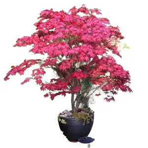 25pcs Red Japanese Maple Tree Seeds Acer Palmatum Atropurpureum