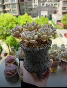 Ceramic Succulent Planter Handmade – Slim Waist Zui Clay Mini Bonsai Pot, Unique Artisan Cactus Flower Pot 6x6x7in for Indoor Plants, Desk Decoration, Shelf Styling & Home Décor