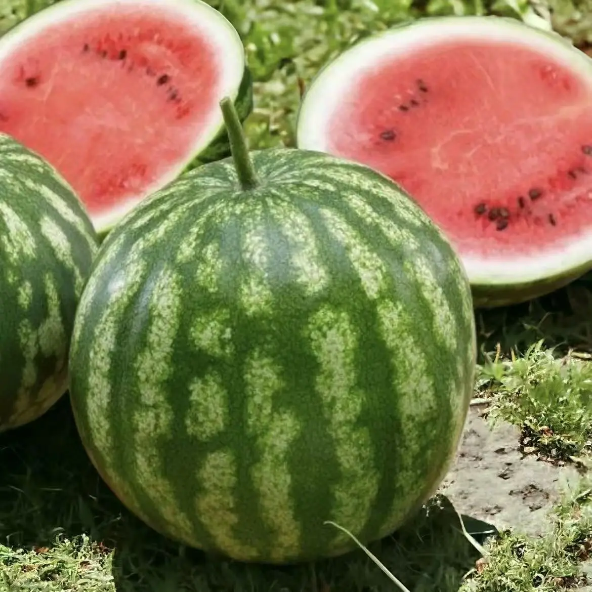 Sugar Baby Watermelon Seeds 100 Sweet Mini Watermelons for Home Garden ...