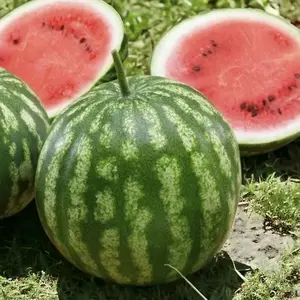 Sugar Baby Watermelon Seeds 100 Sweet Mini Watermelons for Home Garden Fast Growing Compact Vines Ideal for Small Gardens