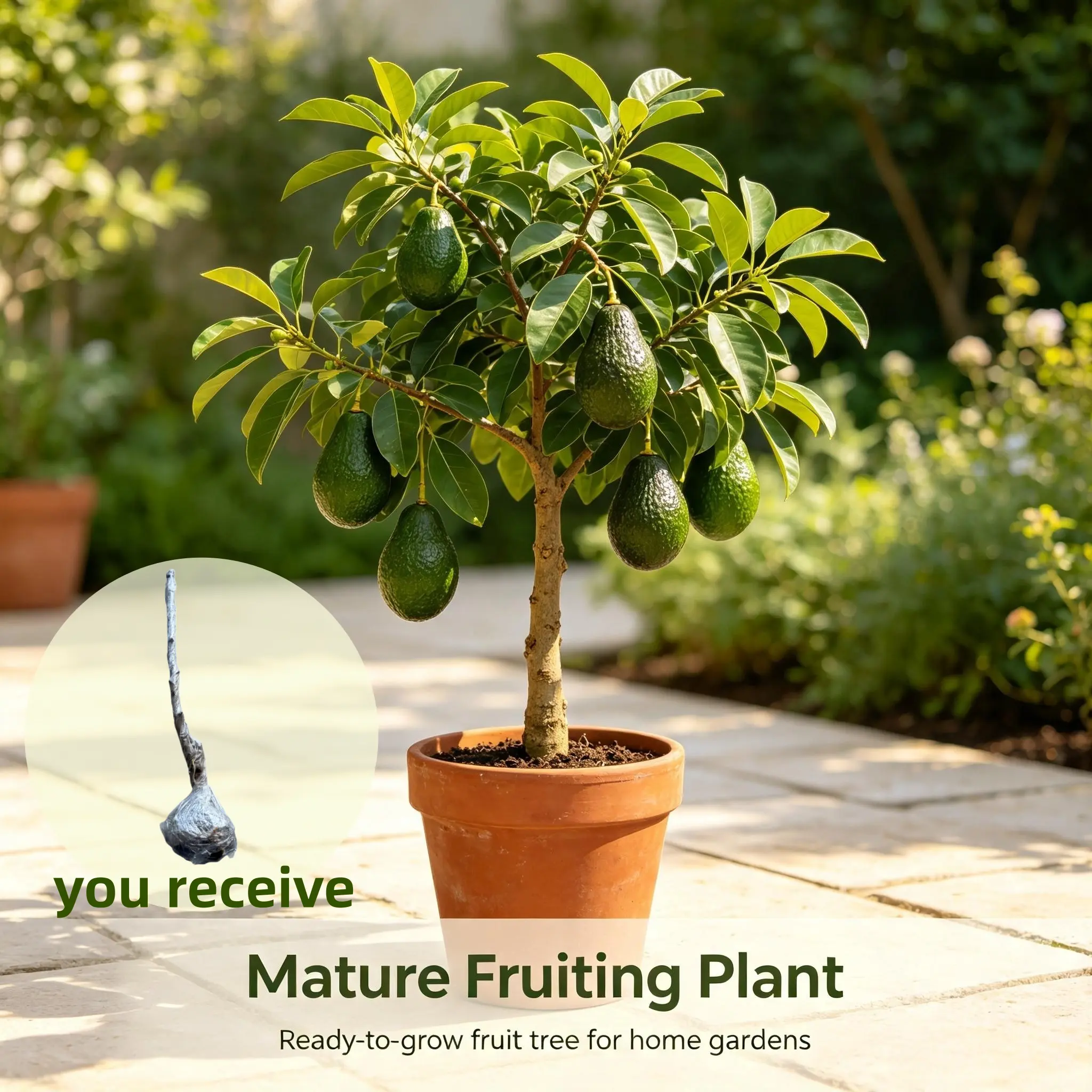 Perennial Hass Avocado Tree 40-50cm Bare Root, Live Fruit Plant for Backyard Landscape & Home Harvest
