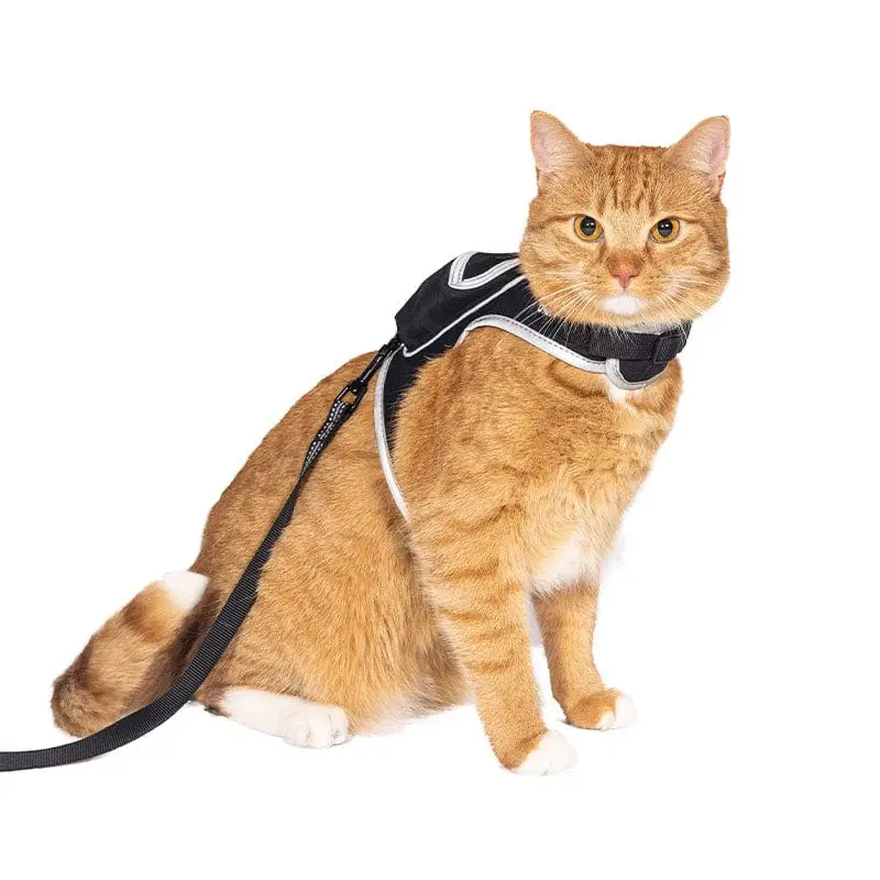 Stray x Travel Cat Harness & Leash Set - Limited Edition Stray x Travel Cat Harness & Leash Set - Limited Edition