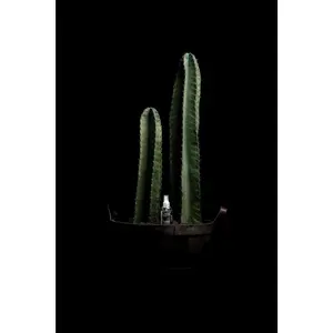 Post-Wax Calming Serum - Cactus H20