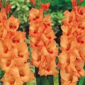 Gladiolus bulbs (corms) Peter Pears -(10 Bulbs),, Perennial,