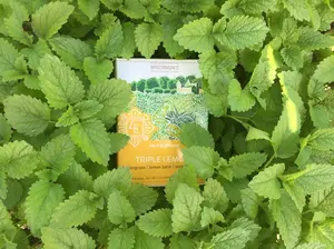 Triple Lemon Tea - 16 Teabags