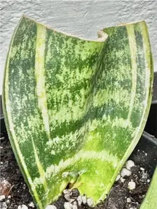 LIVE PLANT Snake Plant Laurentii D. Trifasciata 3" Starter Pot