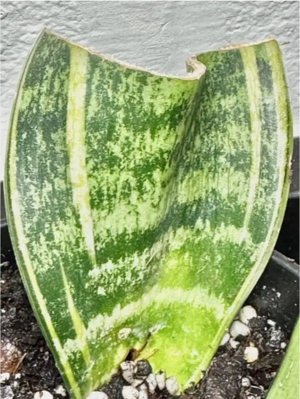 LIVE PLANT Snake Plant Laurentii D. Trifasciata Starter Pot