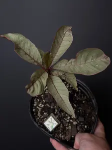 Plumeria Pink Leaf Boarder Variegated - Shipped BARE ROOT