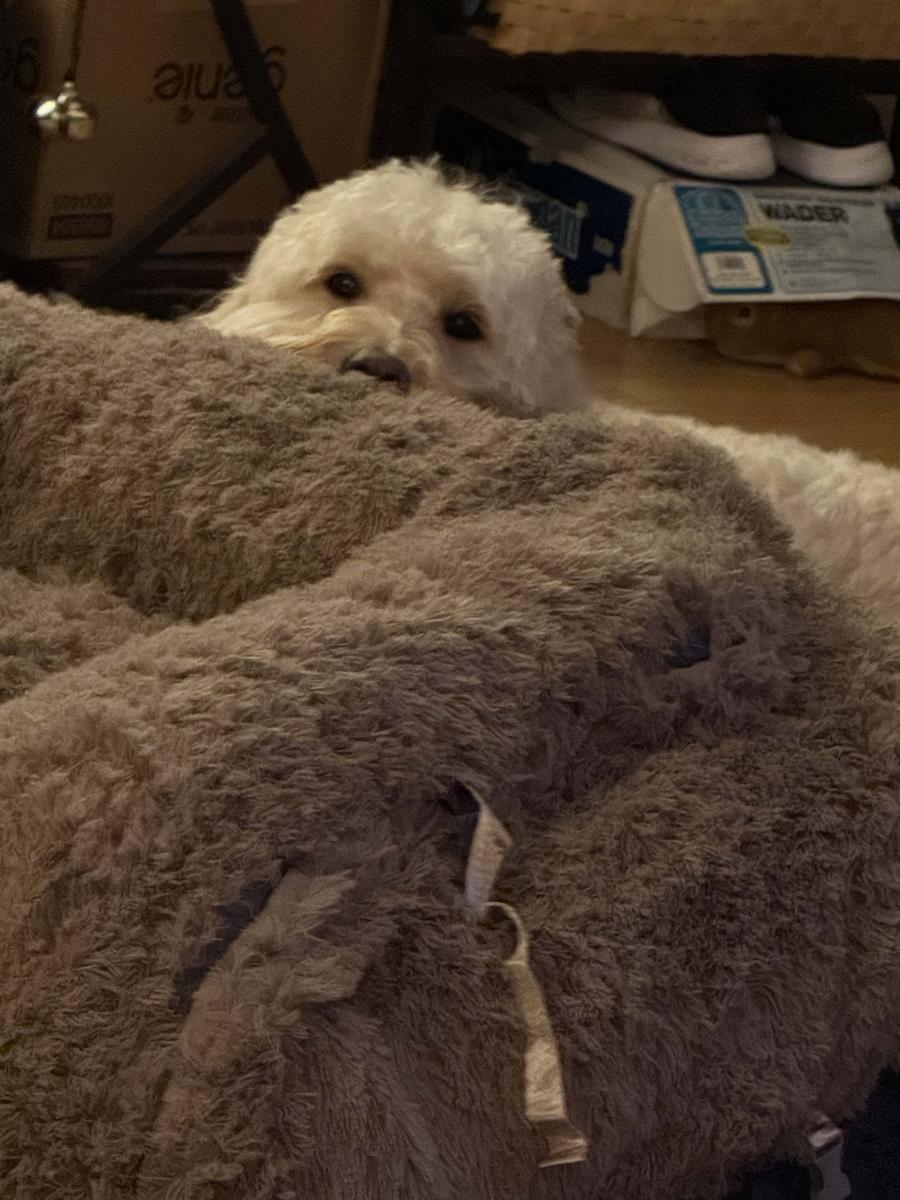 Item: 3-in-1 Flexible Camel(68x44x12)