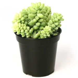 Sedum Burrito Succulent: Cascading Blue Green Succulent - Sedum Morganianum Hybrid - Easy Plant Care - Live Succulents & Houseplants - Great for Beginners