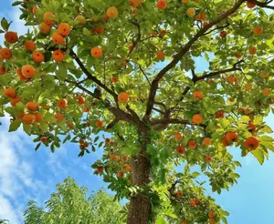 American Persimmon Tree Live Plant - 6 to 12 Inch - Quart Pot - Cold Hardy - Native Common Persimmon Fruit Seedling - No Ship To AK, HI & P.R.