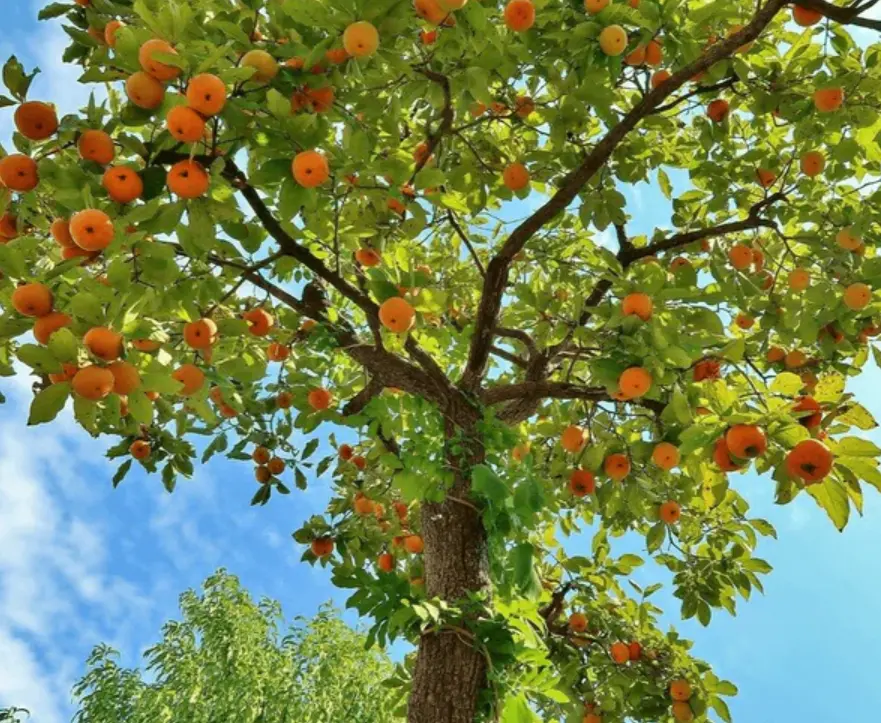 American Persimmon Tree Live Plant - 6 to 12 Inch - Quart Pot - Cold Hardy - Native Common Persimmon Fruit Seedling - No Ship To AK, HI & P.R.