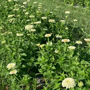 Giant Zinnia Seeds - Packet of White Color