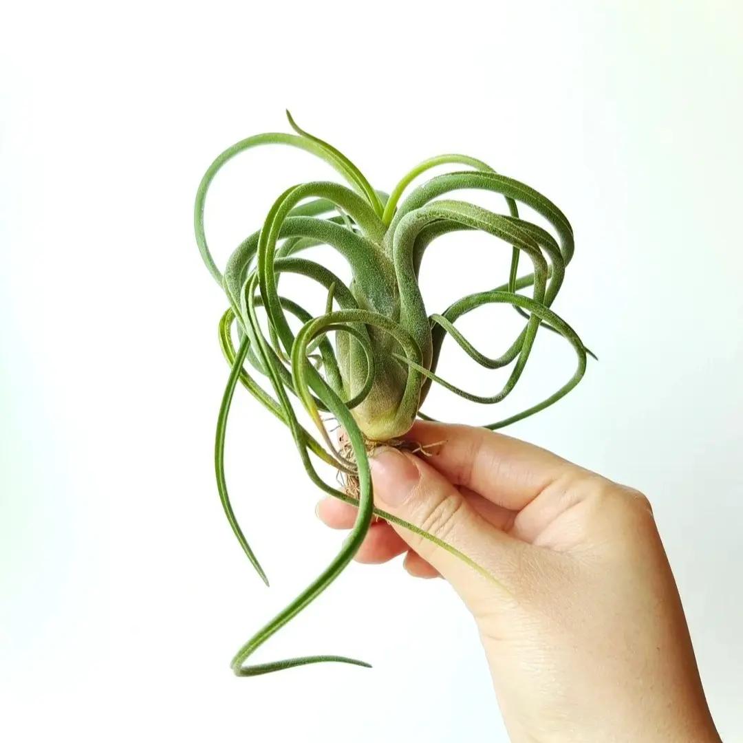 Tillandsia Caput-Medusae Air Plant Live | Easy Care, Beginner Friendly, No Soil Plant, Indoor Decor, Unique Gift