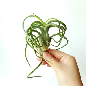 Tillandsia Caput-Medusae Air Plant Live | Easy Care, Beginner Friendly, No Soil Plant, Indoor Decor, Unique Gift