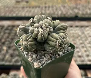 Ming Thing Cactus, Cereus Forbesii Monstrose, Rare Cactus, Small Cactus in 3.5" pot