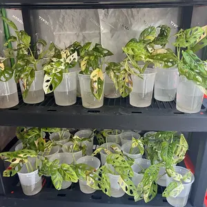 Monstera adansonii - Albo variegated & Aurea tri colored live rooted plant