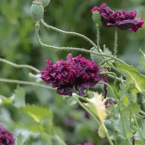 Black Peony Poppy Organic Seeds (Papaver paeoniflorum) - Unique Double-Flowered Heirloom Poppy