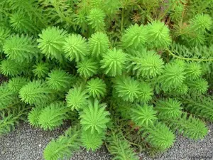 BUY 2 GET 1 FREE Parrot Feather (Myriophyllum Aquaticum - Parrots Feather)-Easy Live Aquarium Pond Aquatic Plant