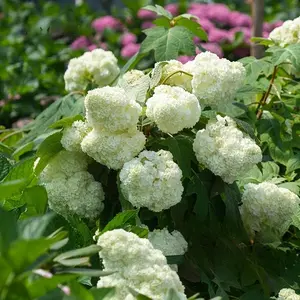 Premium White Hydrangea Seeds - 200+ Seeds per Pack for Gorgeous Blooms