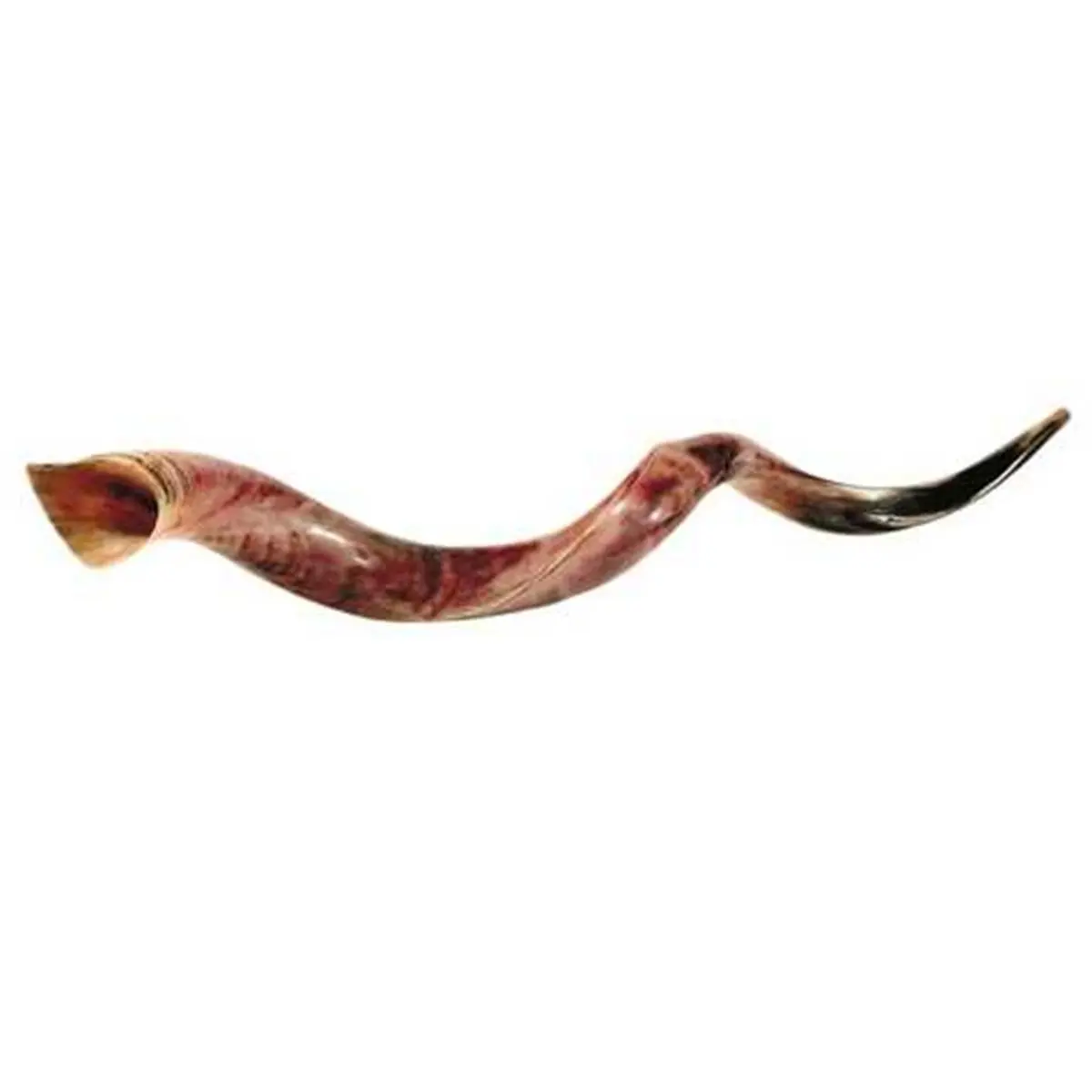 212 MAIN Yemenite Jumbo Antelope Horn Shofar (40-43 in) - Biblical Religious Musical Instrument, Includes Apostolic Scriptures