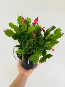 Christmas Cactus - Schlumbergera Bridgesii - Holiday Cactus - Live Plant in 4” Pot