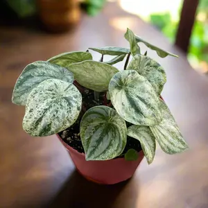 Peperomia 'Watermelon Variegated'