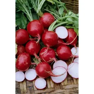 Champion' Radish Seeds - annual vegetable